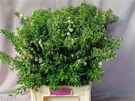 <h4>Spiraea Nip Snowmound</h4>