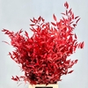 Ruscus Preserved Red