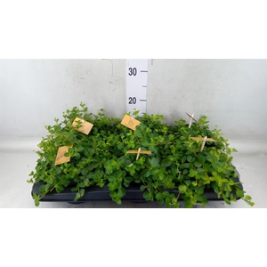 Peperomia rotundifolia