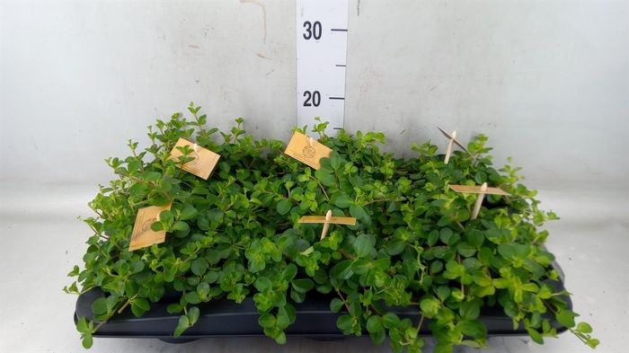 <h4>Peperomia rotundifolia</h4>