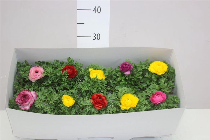 <h4>Ranunculus Sprink Gemengd</h4>