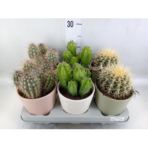 Cactus   ...mix