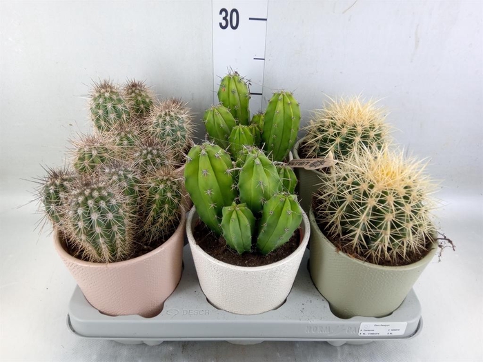 <h4>Cactus ...mix</h4>