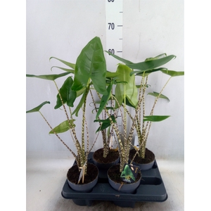 Alocasia zebrina