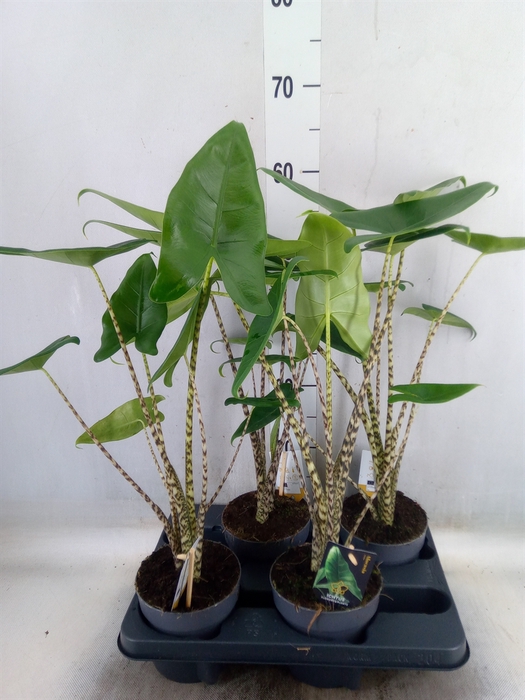 <h4>Alocasia zebrina</h4>