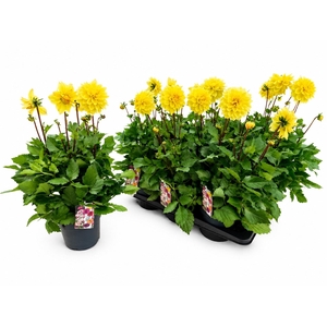 DAHL D LAB GR YELLOW