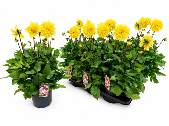 <h4>DAHL D LAB GR YELLOW</h4>