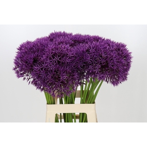 Allium Purple Rain