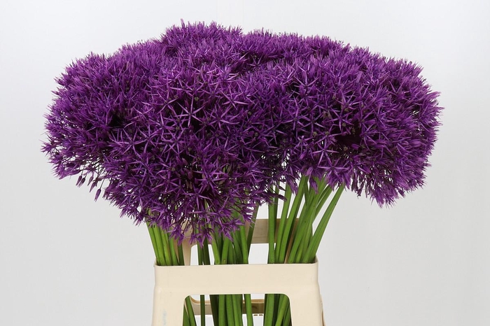 <h4>Allium Purple Rain</h4>