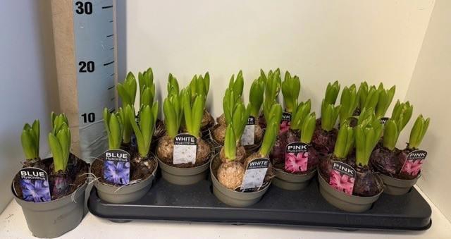 <h4>HYACIN ORIENTAL GEM</h4>