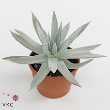 DUDLEYA VIRENS HASSEI - POT Ø 10,5 WITH POTCOVER (SUCCULENTEN)