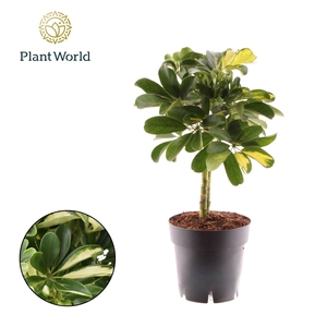 Schefflera Gold Capella