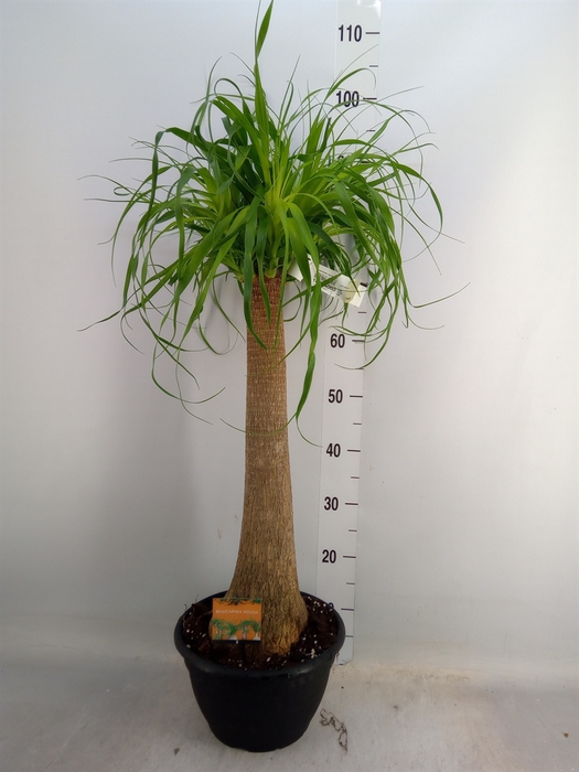 <h4>Beaucarnea recurvata</h4>