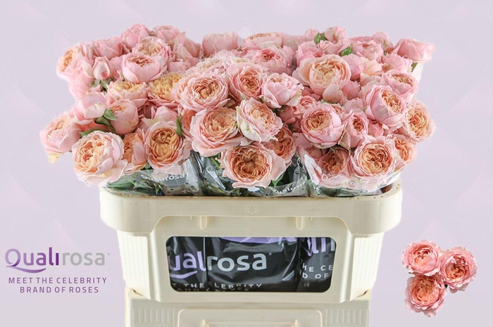<h4>Rosa TR 'Julietta'</h4>