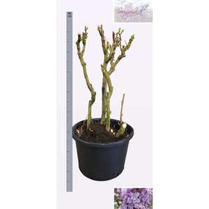 SYRI V MICHEL BUCHNE