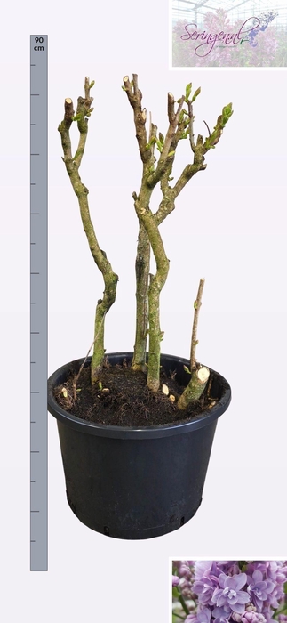 <h4>SYRI V MICHEL BUCHNE</h4>