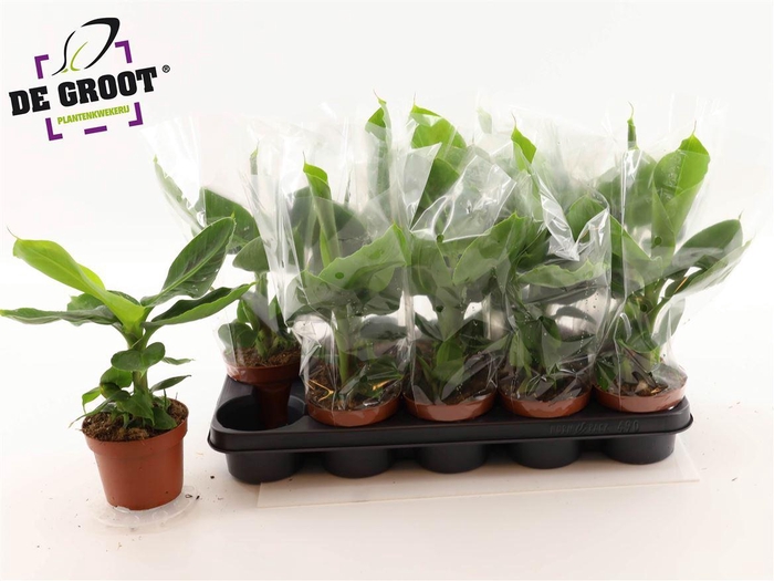 <h4>Musa Tropicana</h4>