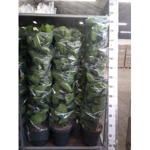 Ficus lyrata 'Bambino'