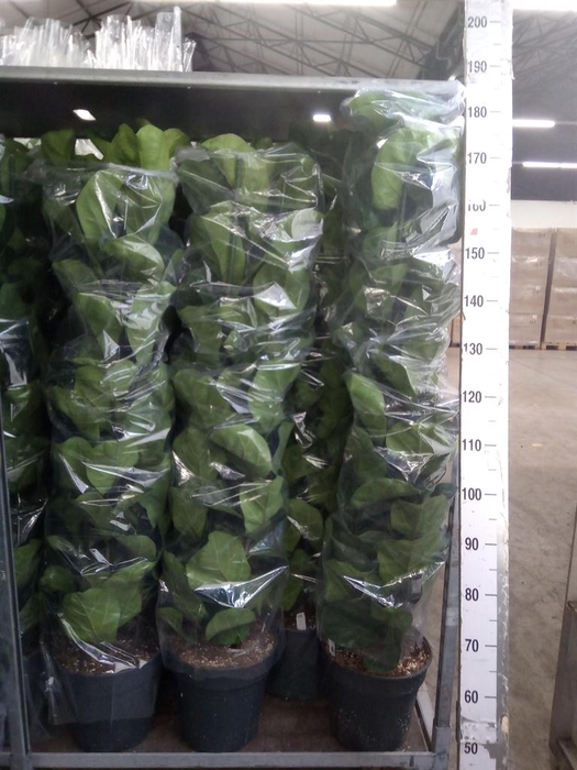 <h4>Ficus lyrata 'Bambino'</h4>