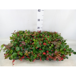 Gaultheria proc. 'Big Berry'