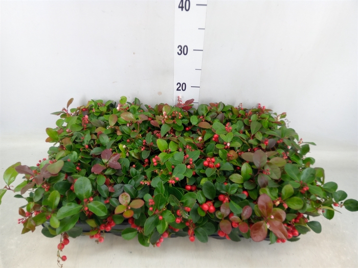 <h4>Gaultheria proc. 'Big Berry'</h4>