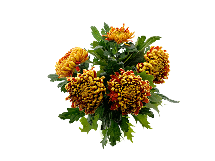 Bouquet Chrysanthemum Autumn