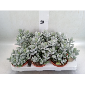 Cotyledon  'Coral'