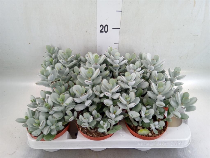 <h4>Cotyledon  'Coral'</h4>
