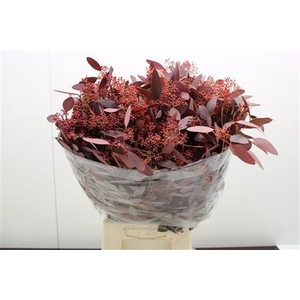 Eucal dyed Populus RED