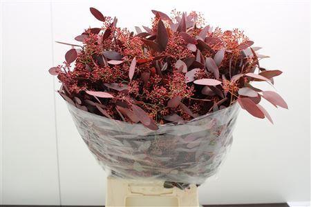 <h4>Eucal dyed Populus RED</h4>