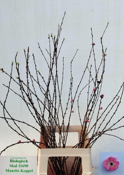 <h4>PRUNUS TRILOBA VERT</h4>