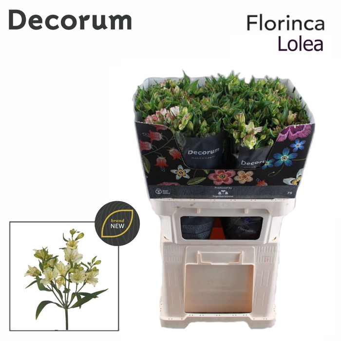 <h4>Alstroemeria Lolea</h4>