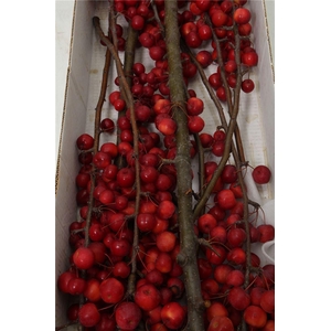 Malus Red Sentinel