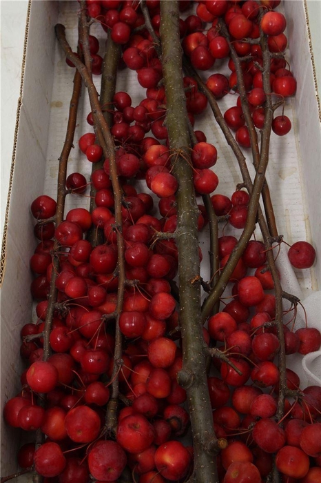 <h4>Malus Red Sentinel</h4>