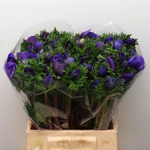 Anem Misteral Blue Extra