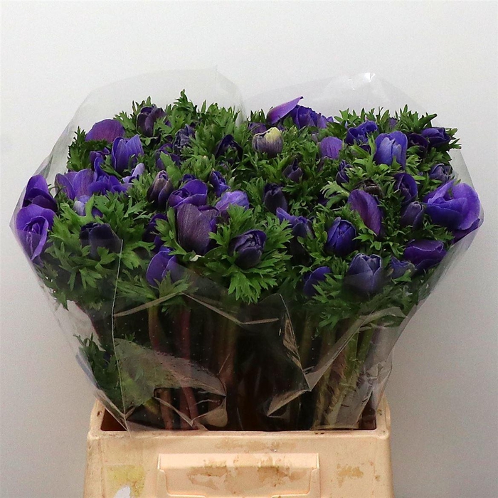 <h4>Anem Misteral Blue Extra</h4>