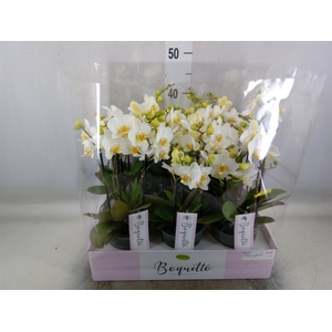 Phalaenopsis multi.   ...white