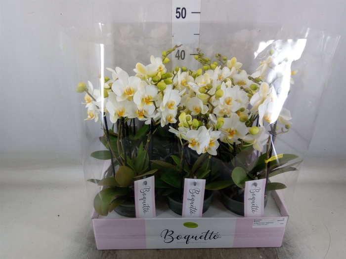 <h4>Phalaenopsis multi.   ...white</h4>