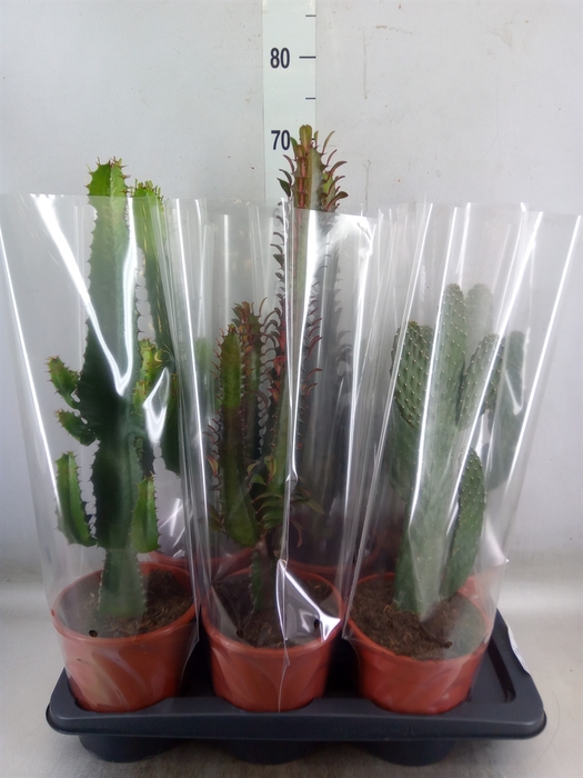 <h4>Cactus   ...mix  3</h4>