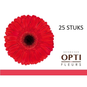 GE GR DYNAMIC-Doosx25