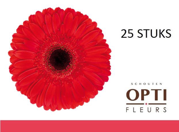 <h4>GE GR DYNAMIC-Doosx25</h4>