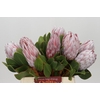 Protea Cynaroides