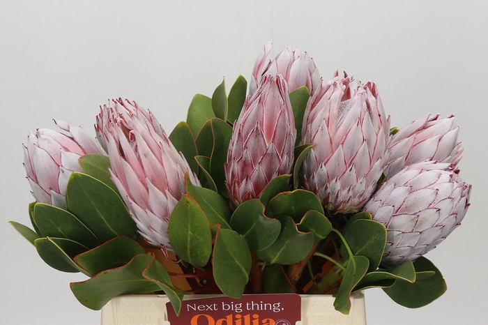 Protea Cynaroides