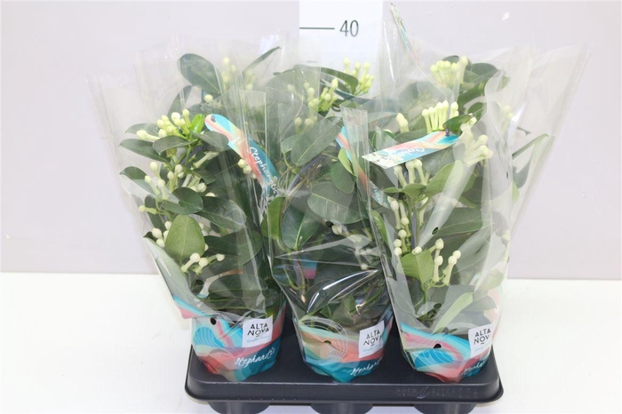 <h4>Stephanotis Fleur Parfum 7-8</h4>