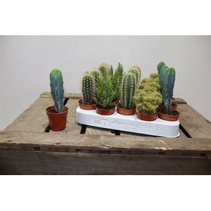 Cactus Gem