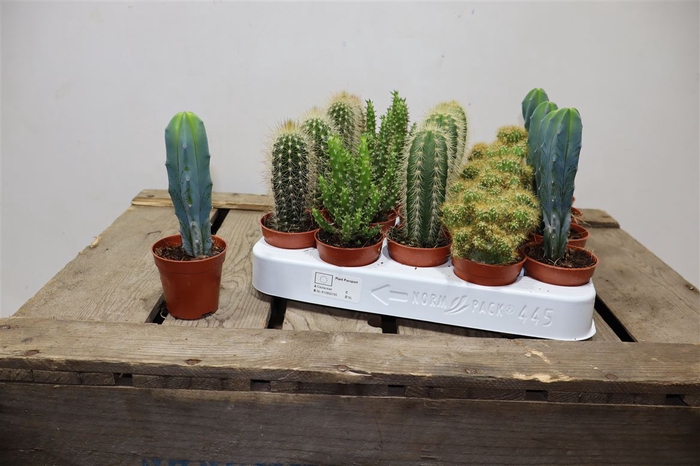 <h4>Cactus Gem</h4>
