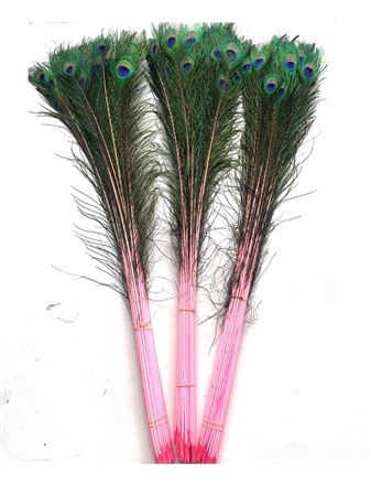 Feather Peacock Natural Pink P Stem