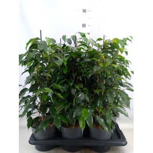 Ficus benja. 'Danielle'