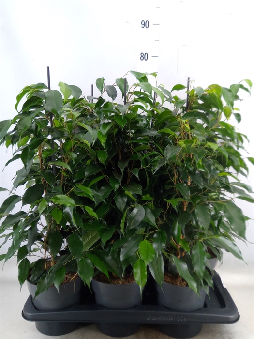 <h4>Ficus benja. 'Danielle'</h4>
