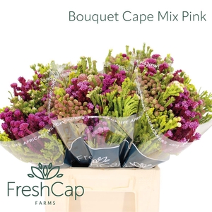 Bouquet Cape Mix Pink
